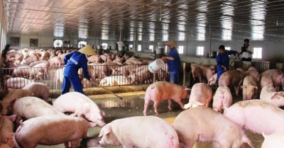 Giảm giá thịt lợn hơi xuống 70.000 đồng/kg từ ngày 1/4