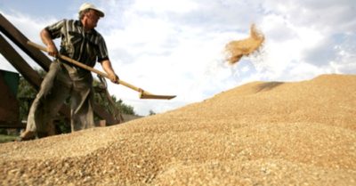 Nhiều nước bắt đầu tạm dừng xuất khẩu, tích trữ lương thực