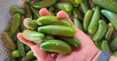 Tò mò mua bơ mini không hạt về ăn, nhiều người bị ‘hớ’