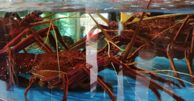 Virus siêu nguy hiểm tấn công tôm nuôi ở Trung Quốc