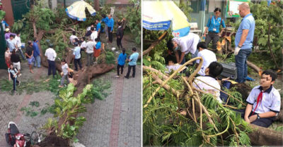 Ai chịu trách nhiệm vụ cây đổ đè học sinh tử vong ở TP.HCM