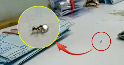 Bắt quả tang kiến trộm kim cương