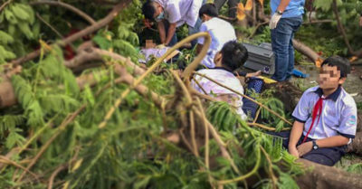 Cây phượng bật gốc đè 13 học sinh, 1 em tử vong