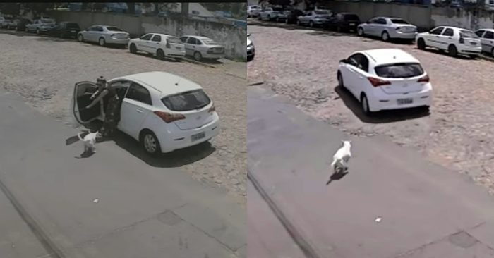 Video: Người phụ nữ cố tình bỏ rơi chú chó cụt chân