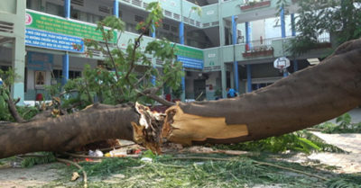 Clip: Khoảnh khắc cây phượng bật gốc, đổ đè học sinh ở TP.HCM
