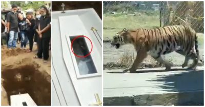 Tin độc lạ ngày 18/5: Xác chết “vẫy tay” trong quan tài; Clip dùng dây thừng bắt hổ xổng chuồng “gây bão” Tây Ban Nha