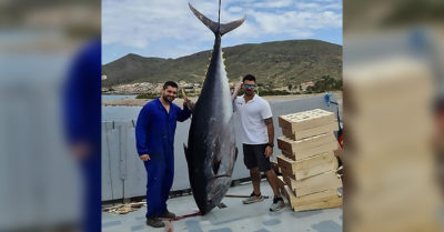 Kỷ lục cá ngừ hơn 3 tạ mắc lưới ngư dân Tây Ban Nha