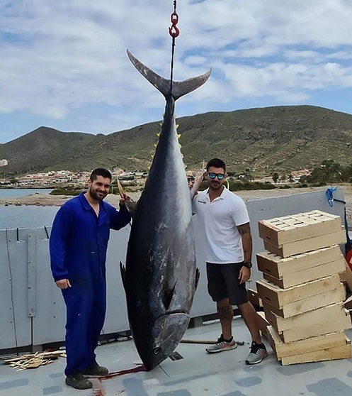 Cá ngừ 305 kg