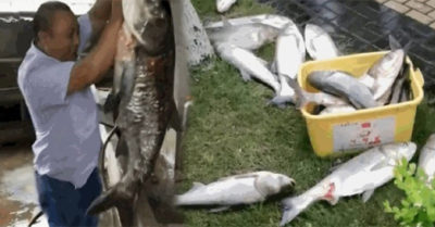 Cá bay’ lên khi đập thủy điện xả lũ, người dân ra bắt rồi gánh về