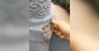 Video: Cây cầu ‘đậu phụ’ ở Trùng Khánh – Trung Quốc