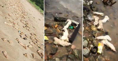 Hàng chục ngàn chân, nội tạng lợn trải khắp 1km bãi biển Đông Quan, Trung Quốc