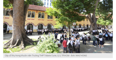 Hơn 237 triệu đồng để chặt tỉa cây trong trường