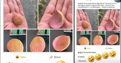 Người đàn ông ‘hoang mang’  khi nhặt được vỏ vải thiều và nhận kết quả khó tin