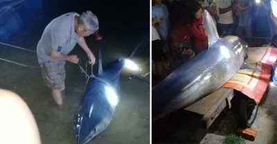 Video cá mập xanh 200kg dạt vào bờ biển Quảng Trị