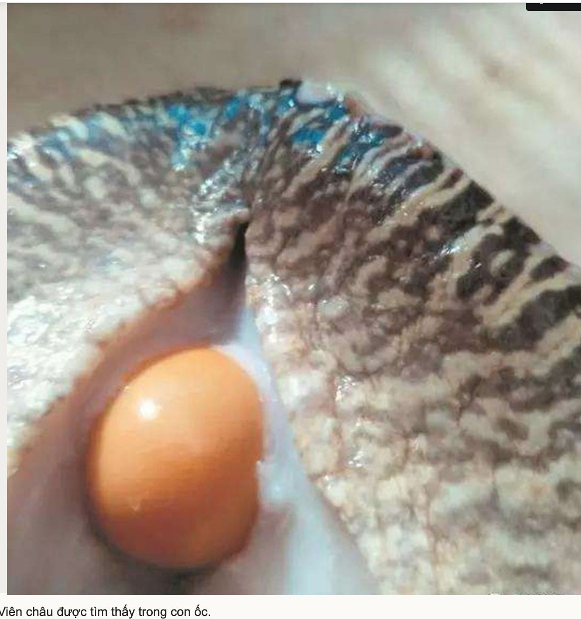 Viên châu được tìm thấy trong con ốc sên vàng.