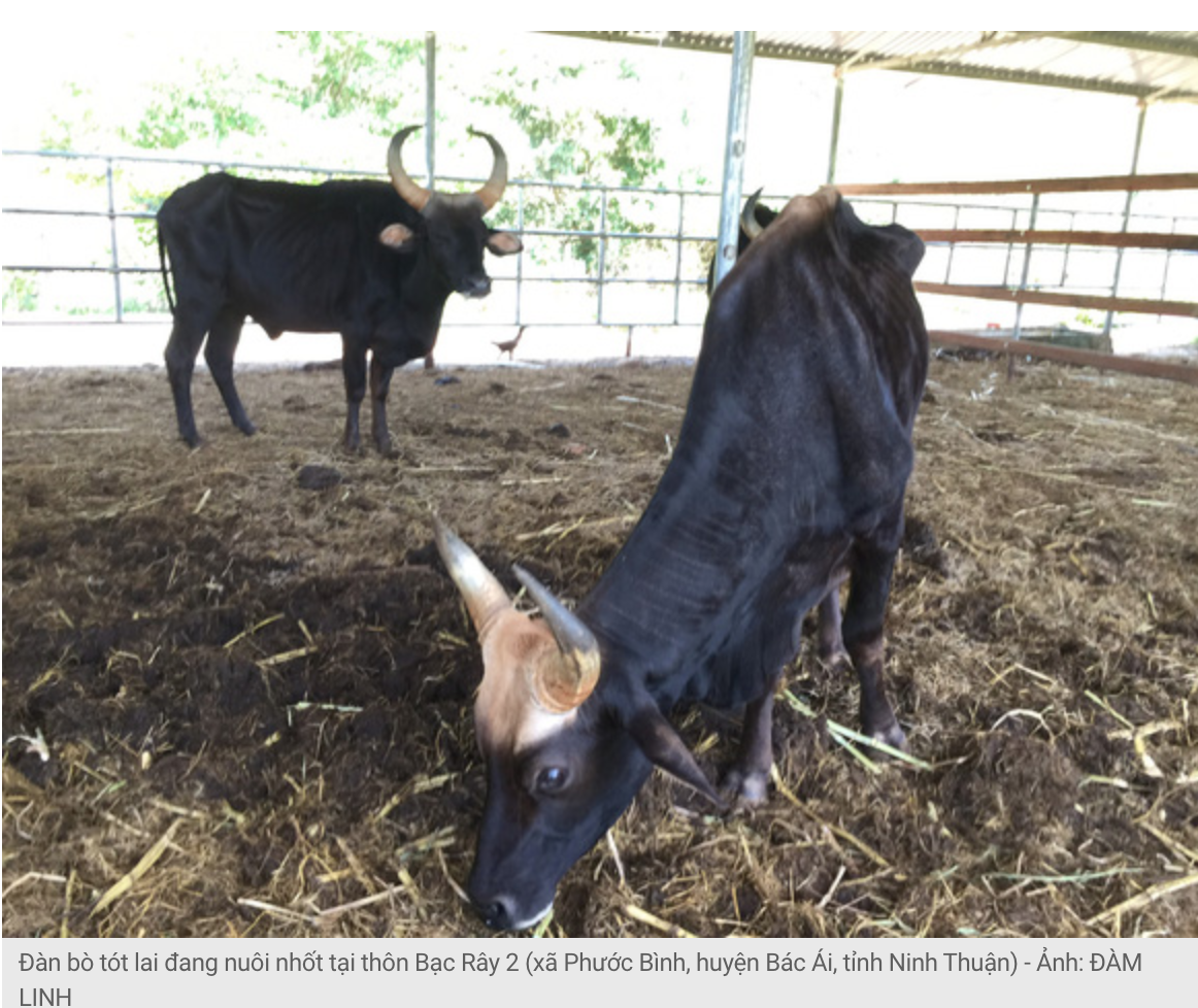 Đàn bò tót lai gầy trơ xương đang nuôi nhốt tại thôn Bạc Rây 2