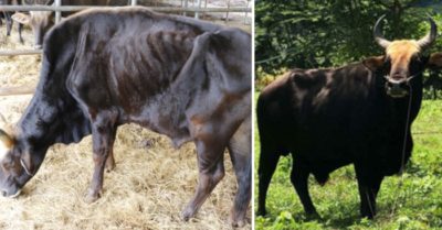 Bò dân nuôi to khỏe, bò dự án gầy trơ xương