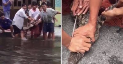 Cà Mau: Cá sấu nặng 15 kg bò vào sân nhà, người dân gọi nhau vây bắt