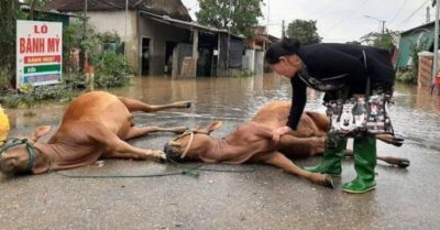 Nỗi niềm xót xa của nông dân qua hình ảnh người phụ nữ khóc khi mất hai con bò sau lũ