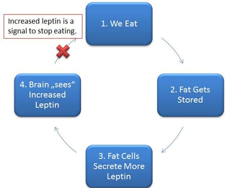 Rối loại hormone Leptin có thể gây những bệnh lý về cân nặng