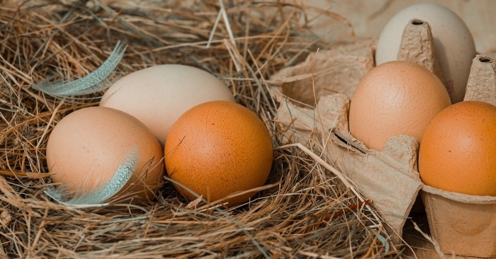 Trứng gà là nguyên liệu quý cho các món ăn và bài thuốc