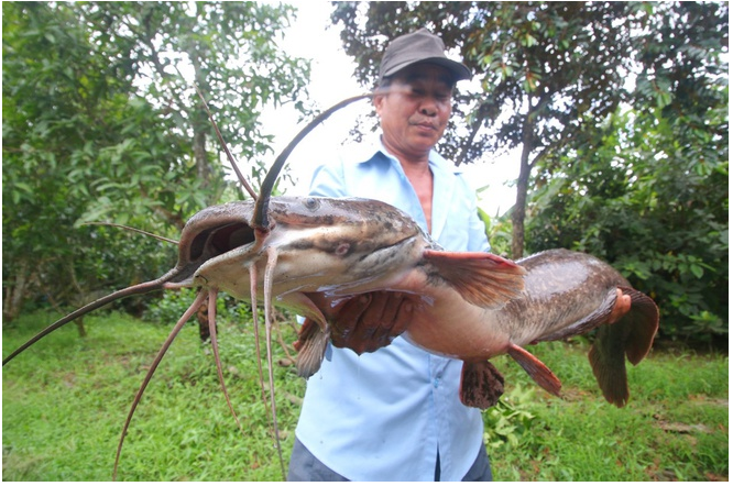 Bắt được cá trê to lạ, nặng 8 kg trong lúc bơm nước trên ruộng ra ngoài 