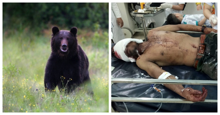 gấu rừng tấn công người