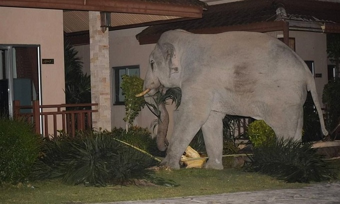 Thái Lan: Chú voi rừng có tên Pai Salick, 35 tuổi quyết định kiếm đường thoái lui. Ảnh: Viral Press.