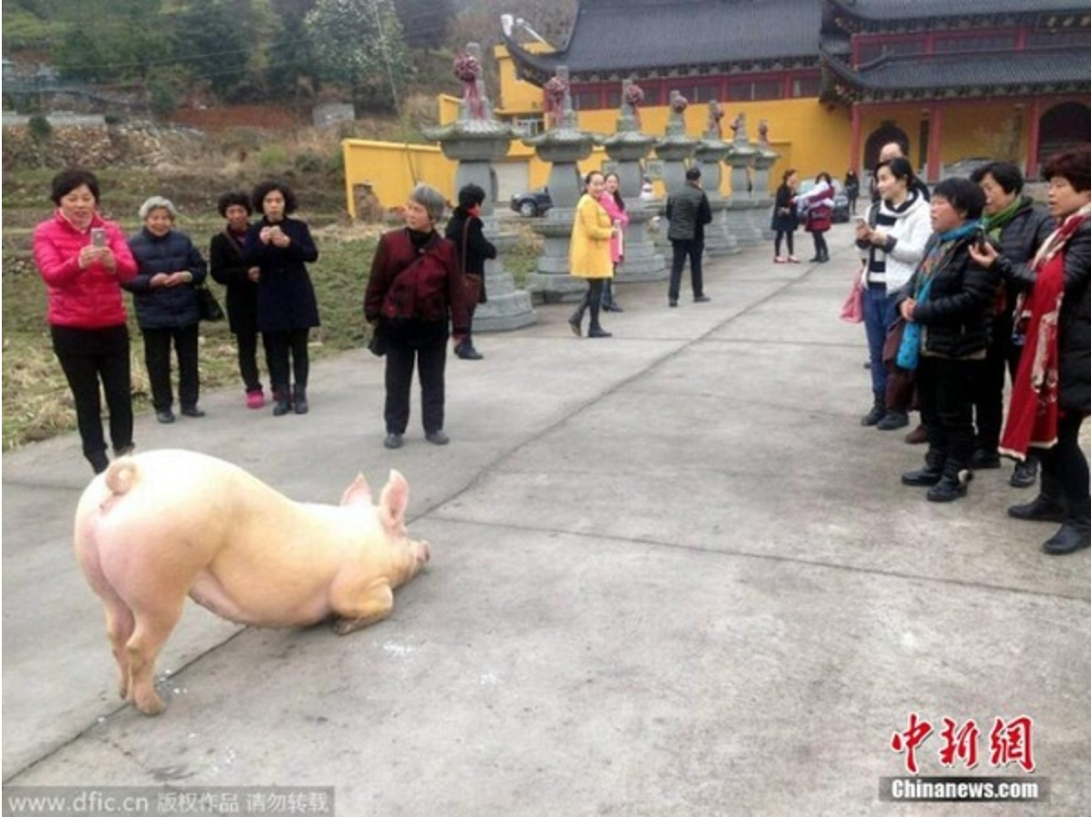 Con lợn quỳ gối hàng tiếng đồng hồ trước cửa chùa khi bị bắt tới lò mổ