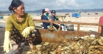 Người nuôi tôm hùm Phú Yên ôm mặt khóc ròng sau cơn bão số 12