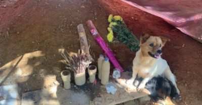 Chó mẹ cùng đàn con bịn rịn bên nấm mồ nạn nhân vụ lở núi Trà Leng