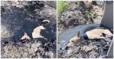 Video: 2 giờ giải cứu chú chó bị kẹt dưới lớp nhựa đường