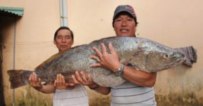 Ngư dân Quảng Ngãi bắt được cá lạ nặng 18kg, nghi sủ vàng