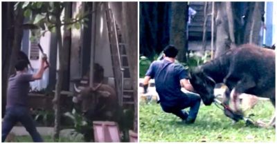 Video công nhân múa xẻng, giao chiến với trâu ‘điên’ nặng 300kg ở Bình Dương