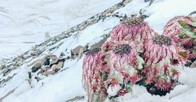 Hiếm thấy trong lịch sử, “băng mưa” ở Cát Lâm, Trung Quốc là điềm báo điều gì?