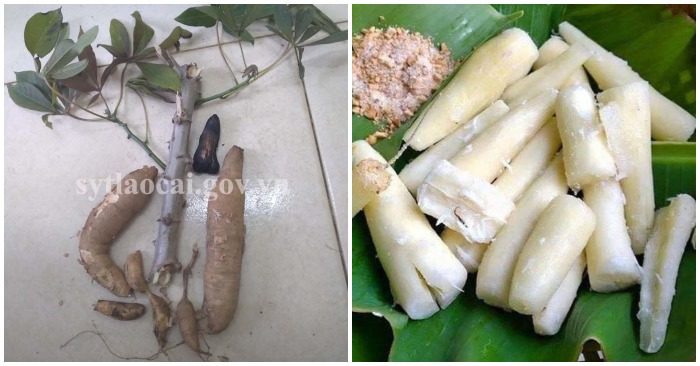 ăn sắn cao sản