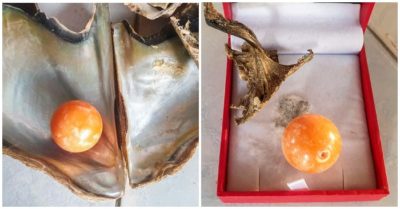 Qua giấc mơ kỳ lạ, ngư dân tìm thấy viên ngọc trai được trả giá gần 8 tỷ đồng