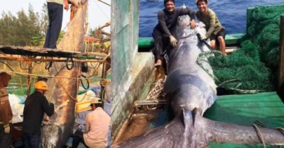 Ngư dân Quảng Trị bắt được con cá cờ nặng 550 kg