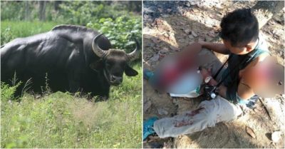 Bò tót rừng húc người đàn ông đi vào ‘lãnh địa’