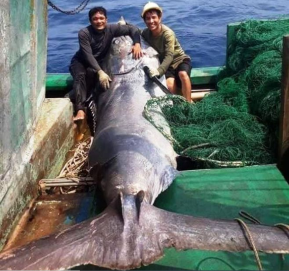 Con cá cờ nặng hơn nửa tấn mắc lưới ngư dân (ảnh chụp màn hình báo Thanh Niên).