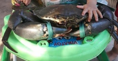 Xôn xao hình ảnh con cua nặng 7kg ở Móng Cái, ăn một cái càng cũng đủ no