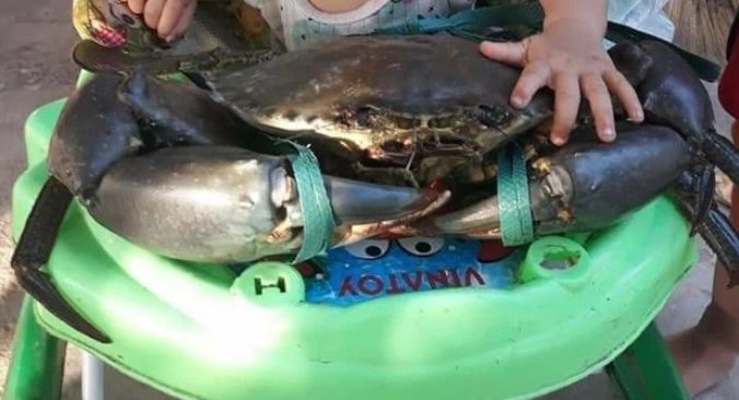 Hình ảnh chú cua biển khổng lồ nặng 7kg ở Móng Cái đang gây xôn xao (Ảnh: Trần Thị Thắm)