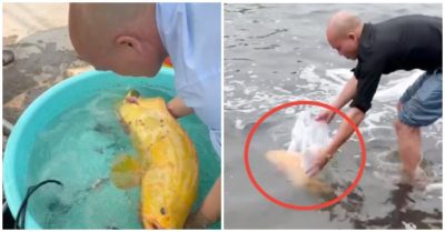 Người đàn ông thả cá mú vàng quý hiếm tiền tỷ về biển Nghệ An