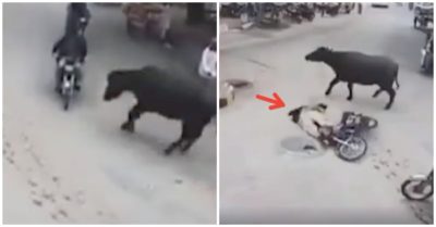 Video đang đi người đàn ông bị con trâu chạy tới húc văng xuống đường, bất tỉnh