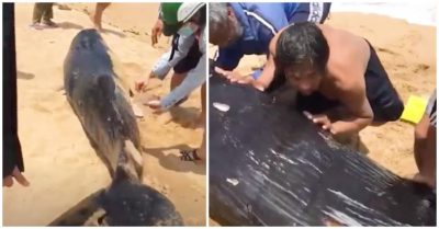 Video người dân cố gắng cứu cá voi nặng 300kg dạt vào bờ biển với nhiều vết thương