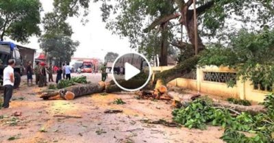 Video: Khoảnh khắc thót tim cây đa 300 tuổi gãy cành ‘khủng’ đè trúng 4 học sinh