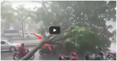 Video ghi lại cảnh cây xanh đổ rạp giữa đường trong cơn mưa chiều ở TP. HCM