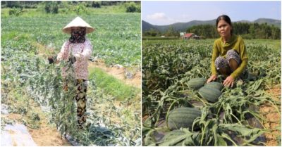Gần 1.500 gốc dưa hấu sắp thu hoạch bị cắt gốc
