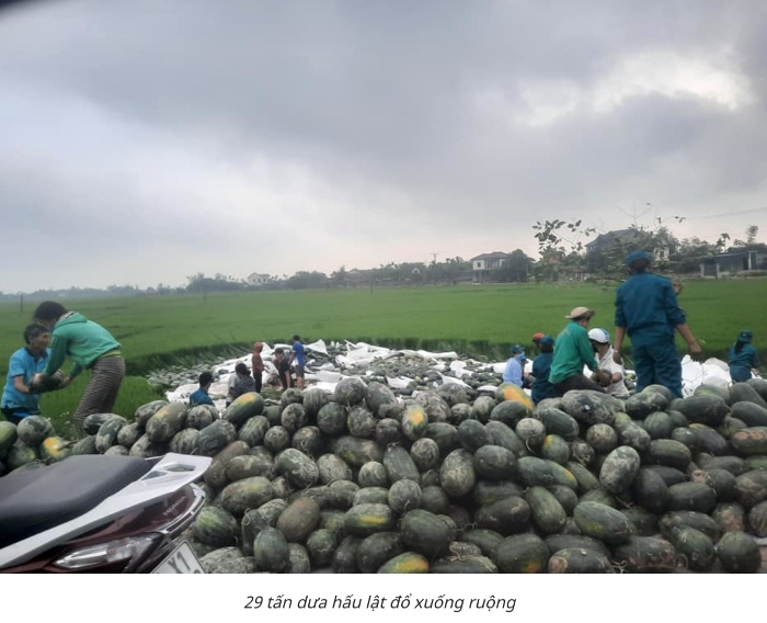 Video: Người dân Hà Tĩnh chung tay giúp tài xế ‘giải cứu’ gần 30 tấn dưa hấu đổ xuống ruộng