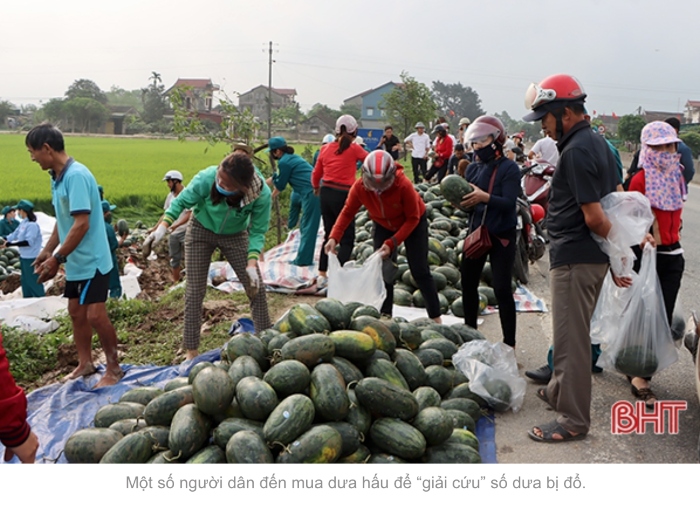 Video: Người dân Hà Tĩnh chung tay giúp tài xế ‘giải cứu’ gần 30 tấn dưa hấu đổ xuống ruộng